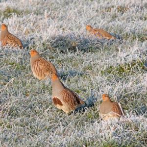 Covey of Grey Partridges in the Frost