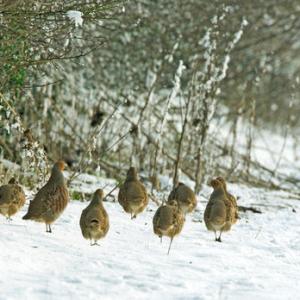 Covey of Grey Partridges in the Snow