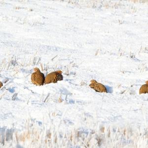 Covey of Grey Partridges in the Snow