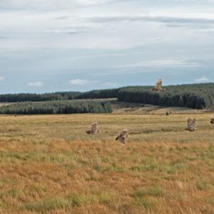 Covey of Grey Partridge in Floight DM2135