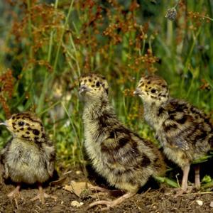 English Partridge Cicks DM0535
