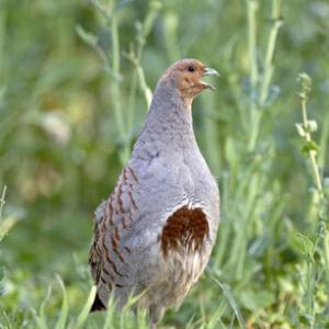 Grey Partridge  4tif