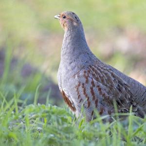 Grey Partridge  5