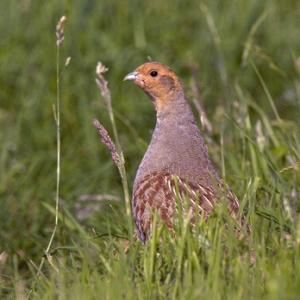 Grey Partridge  2