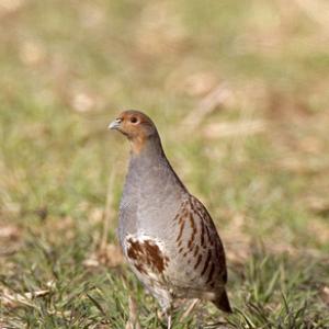 Grey Partridge  4