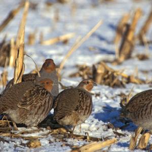Grey Partridge