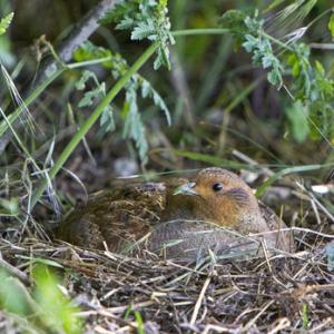 Grey Partridge  on a Nest DM0489