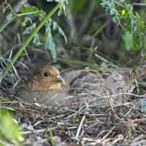 Grey Partridge  on a Nest DM0538
