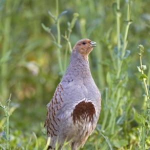 Grey Partridge 2 tif