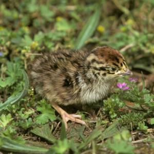Grey Partridge Chick DM0563