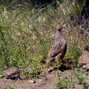 Grey Partridge Chicks.