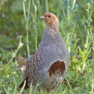 Grey Partridge