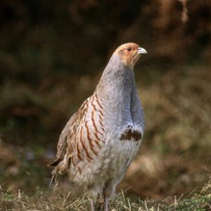 Grey Partridge DM03541