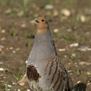 Grey Partridge 1