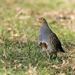 Grey Partridge  5