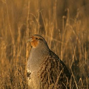 GREY PARTRIDGE