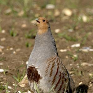 Grey Partridge  9