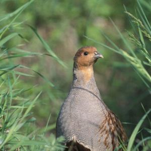 Grey Partridge DM0562