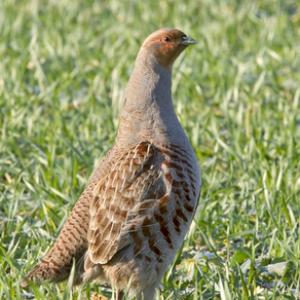 Grey Partridge DM1416