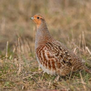 Grey Partridge DM1624