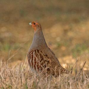 Grey Partridge DM1626