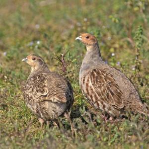 Grey Partridge Pair DM0477