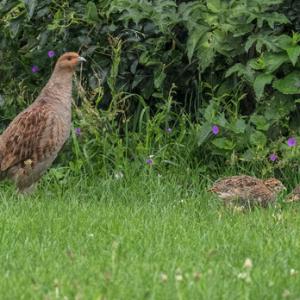 Grey Partridge and Young  DM1609