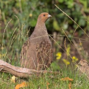 Grey Partridge and Young  DM1610