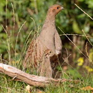 Grey Partridge and Young  DM1611
