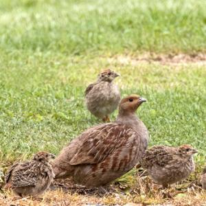 Grey Partridge and Young DM1608