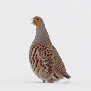 Grey Partridge in the Snow DM1397