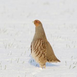 Grey Partridge in the Snow DM1399