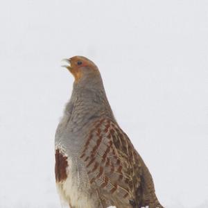 Grey Partridge in the Snow DM1400