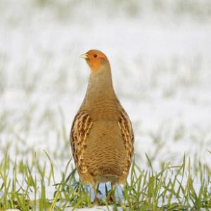 Grey Partridge in the Snow DM1402