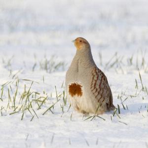 Grey Partridge in the Snow DM1403