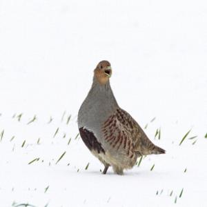 Grey Partridge in the Snow DM1407