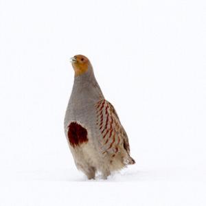 Grey Partridge in the Snow DM1411