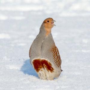 Grey Partridge in the Snow