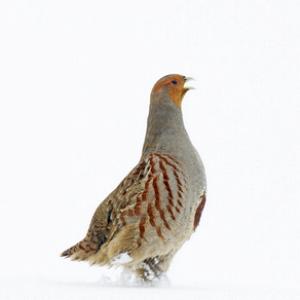 Grey Partridge in the Snow DM1398