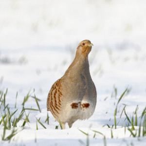 Grey Partridge in the Snow DM1401
