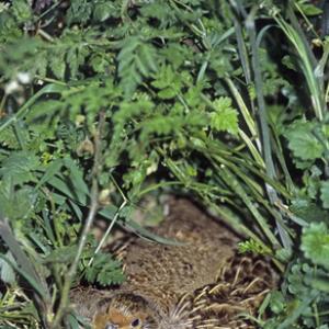 Grey Partridge on a Nest DM0545