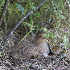 Grey Partridge with Chicks  DM0484