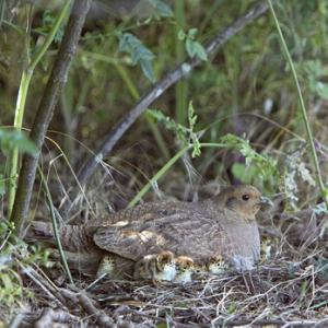 Grey Partridge with Chicks DM0471