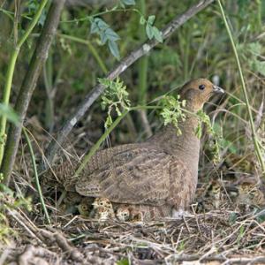 Grey Partridge with Chicks DM0494
