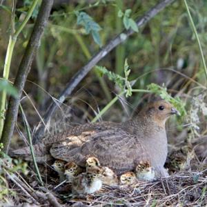 Grey Partridge with Chicks DM0527