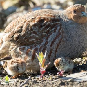 Grey Partridge with two chicks DM16113