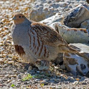 Grey Partridge with two chicks DM1612