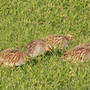 Grey Partridges DM1413