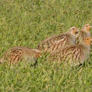 Game Birds