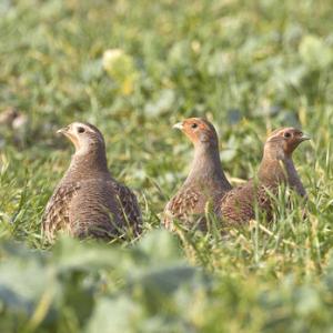 Grey Partridges DM1415
